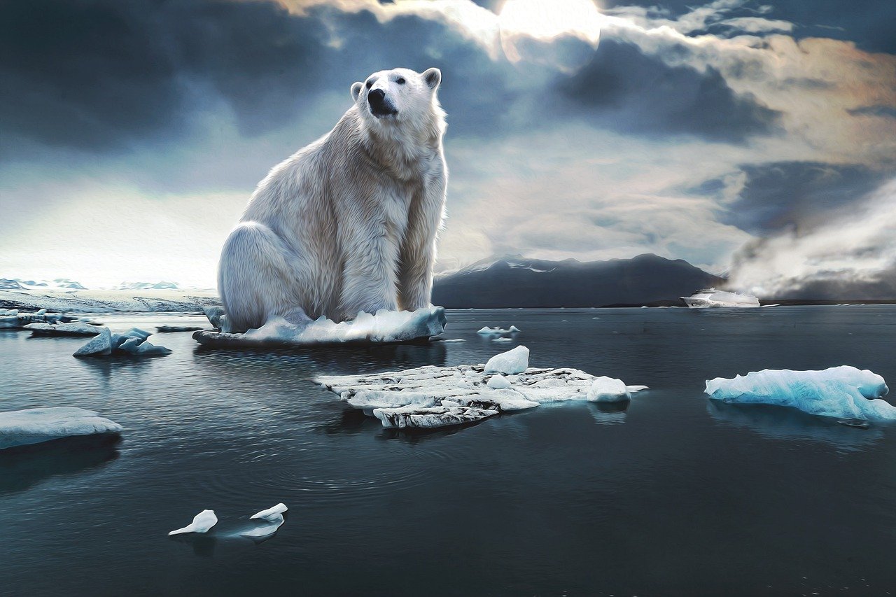icebear, glacier, cruise ship-4443364.jpg