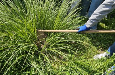 Ação de controlo da Cortaderia selloana – SEI2025